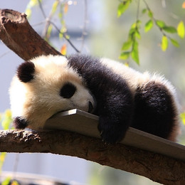 Small_zoo__fortherock