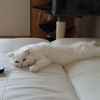 Thumb_2013-07-27_11.42.15