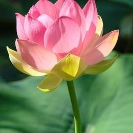 Small_lotus_%ec%9a%a9%eb%9f%89_%ec%9e%91%ec%9d%8c