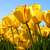 Thumb_tulips