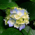 Thumb_hydrangeas
