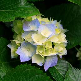 Small_hydrangeas